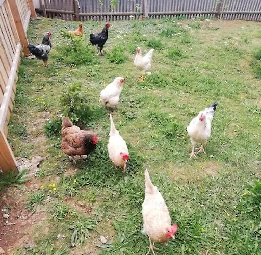 4 Sterne Stammzeit *